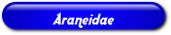 [Araneidae]