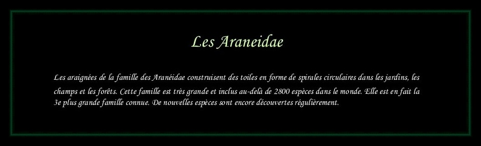 [Araneidae]