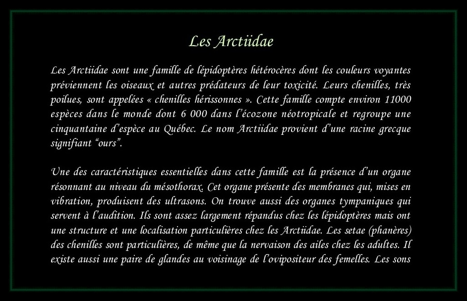 [Arctiidae]