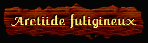 [Arctiide fuligineux]
