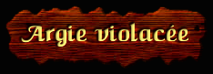 [Argie violacée]