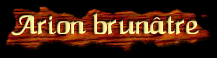 [Arion brunatre]