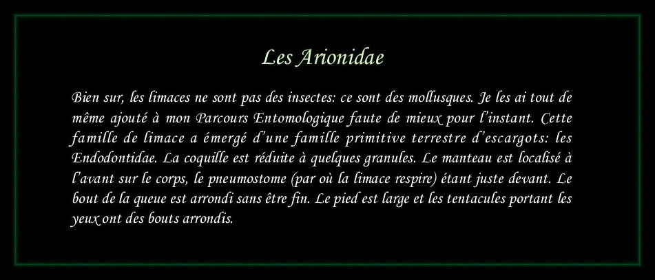 [Arionidae]