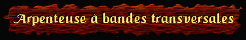 [Arpenteuse a bandes transversales]