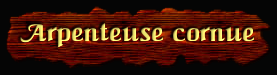 [Arpenteuse cornue]