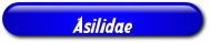 [Asilidae]