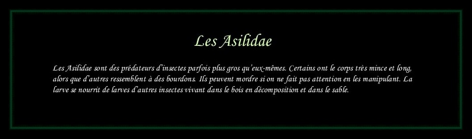 [Asilidae]