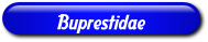 [Buprestidae]