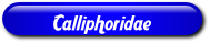 [Calliphoridae]