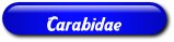 [Carabidae]
