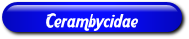 [Cerambycidae]