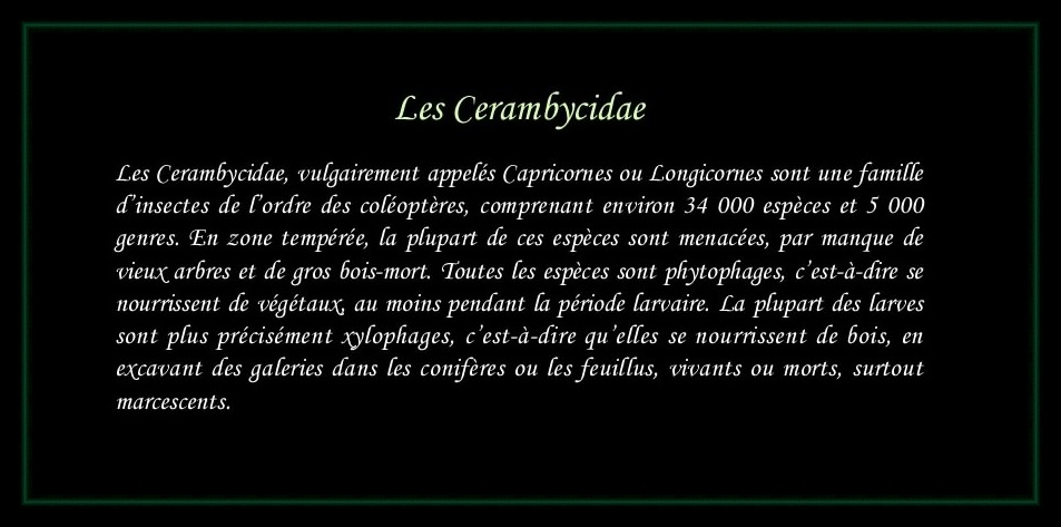 [Cerambycidae]