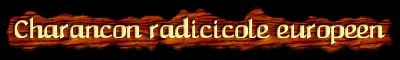 [Charancon radicicole europeen]