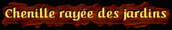 [Chenille rayee des jardins]