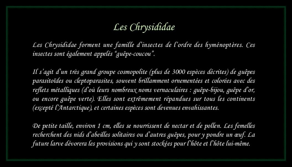 [Chrysididae]
