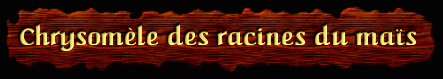 [Chrysomele des racines du Mais]