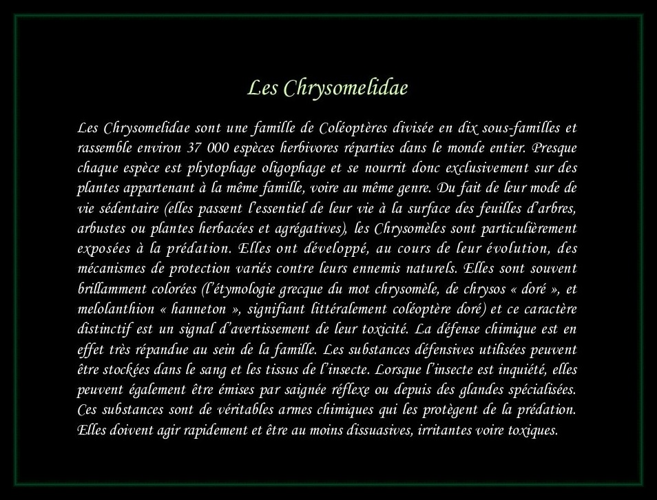 [Chrysomelidae]