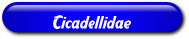 [Cicadellidae]