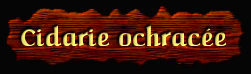 [Cidarie
