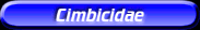 [Cimbicidae]