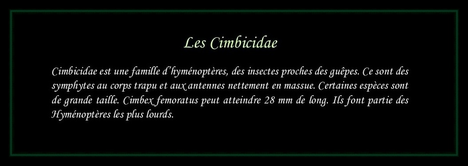 [Cimbicidae]