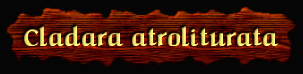 [Cladara