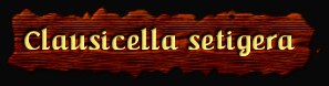 [Clausicella setigera]