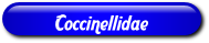 [Coccinellidae]