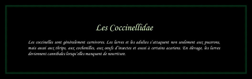 [Coccinellidae]