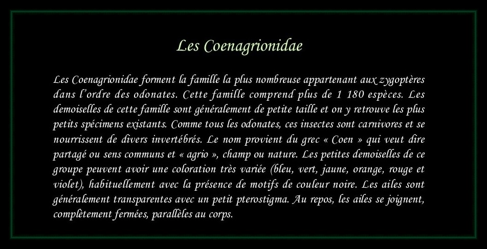 [Coenagrionidae]