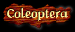 [Coleoptera]