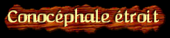 [Conocéphale