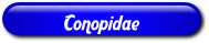 [Conopidae]