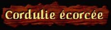 [Cordulie écorcée]