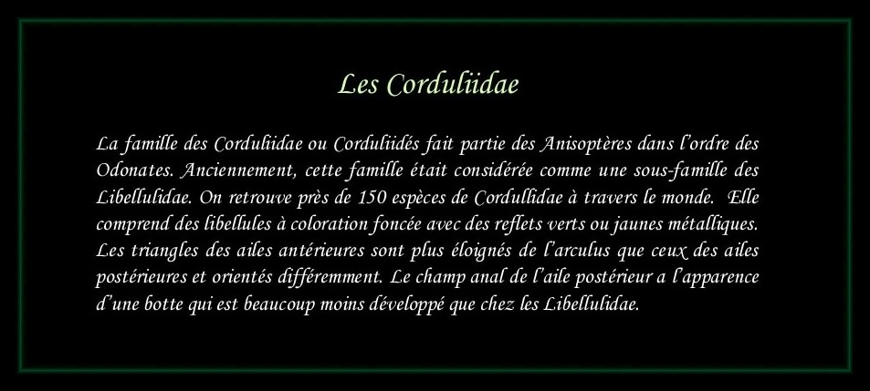 [Corduliidae]