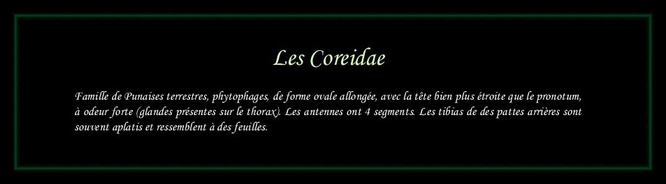[Coreidae]
