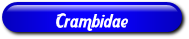 [Crambidae]