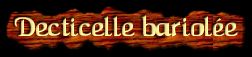 [Decticelle