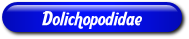 [Dolichopodidae]