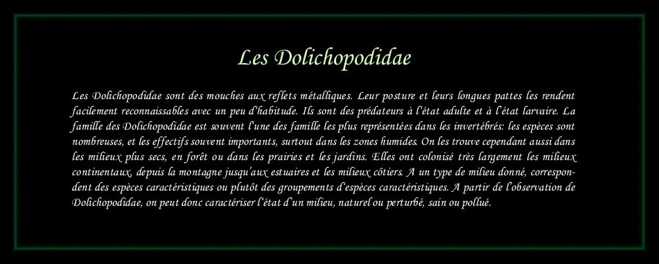 [Dolichopodidae]