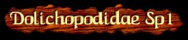 [Dolichopodidae]