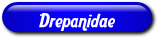 [Drepanidae]