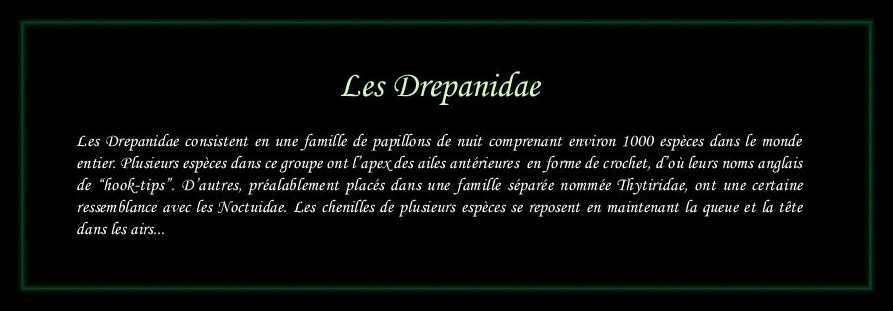 [Drepanidae]