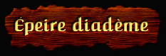 [Epeire diademe]