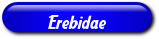 [Erebidae]