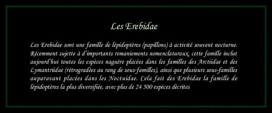 [Erebidae]
