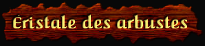 [Eristale des Arbustes]