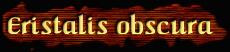 [Eristalis obscura]