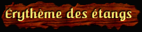 [Erytheme des etangs]