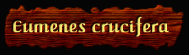 [Eumenes crucifera]